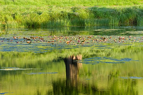 BROCKHAMPTON_COTTAGE_HEREFORDSHIRE__LAKE_IN_SUMMER_WITH_REFLECTION_OF_TREE_LAKE_POND_WATER_JUNE