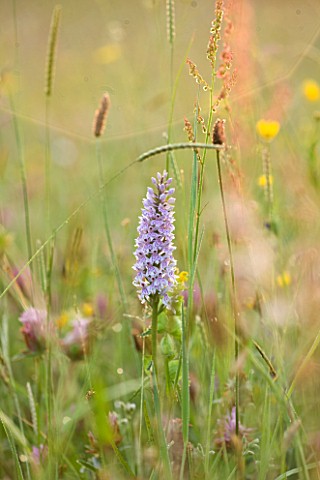 BROCKHAMPTON_COTTAGE_HEREFORDSHIRE_CLOSE_UP_OF_PINK_FLOWER_OF_ORCHID__DACTYLORHIZA_FUCHSII__COMMON_S