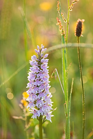BROCKHAMPTON_COTTAGE_HEREFORDSHIRE_CLOSE_UP_OF_PINK_FLOWER_OF_ORCHID__DACTYLORHIZA_FUCHSII__COMMON_S