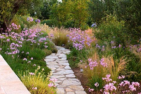CORFU_GREECE__THE_KASSIOPIA_ESTATE_THE_GARDEN_WITH_STONE_PATH_AND_PINK_FLOWERS_OF_TULBAGHIA_VIOLACEA