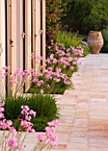 CORFU, GREECE - THE KASSIOPIA ESTATE: TERRACE WITH PINK FLOWERS OF TULBAGHIA VIOLACEA IN PLANTERS