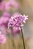 CORFU, GREECE - THE KASSIOPIA ESTATE: CLOSE UP OF THE DELICATE PINK FLOWERS OF TULBAGHIA VIOLACEA