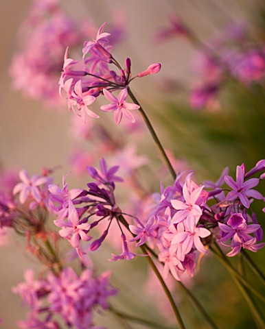 CORFU_GREECE__THE_KASSIOPIA_ESTATE_CLOSE_UP_OF_THE_DELICATE_PINK_FLOWERS_OF_TULBAGHIA_VIOLACEA