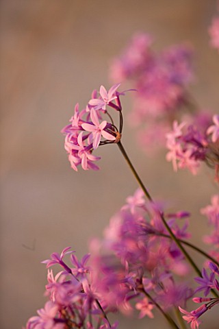 CORFU_GREECE__THE_KASSIOPIA_ESTATE_CLOSE_UP_OF_THE_DELICATE_PINK_FLOWERS_OF_TULBAGHIA_VIOLACEA