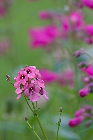 BIRTSMORTON_COURT_WORCESTERSHIRE_CLOSE_UP_OF_PINK_FLOWER_OF_DIASCIA_HOPLEYS_VARIETY__PERENNIAL_PLANT