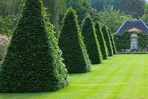 ROCKCLIFFE_HOUSE_GLOUCESTERSHIRE_LAWN_WITH_CLIPPED_TOPIARY_BEECH_PYRAMID_AND_SUMMERHOUSE_SUMMER_COUN