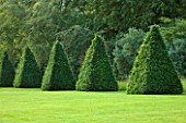ROCKCLIFFE HOUSE, GLOUCESTERSHIRE: LAWN WITH CLIPPED TOPIARY BEECH PYRAMID. SUMMER, COUNTRY GARDEN, TRIMMED, CLIPPED, SHAPED, FRAMED