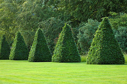 ROCKCLIFFE_HOUSE_GLOUCESTERSHIRE_LAWN_WITH_CLIPPED_TOPIARY_BEECH_PYRAMID_SUMMER_COUNTRY_GARDEN_TRIMM