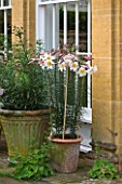 ROCKCLIFFE HOUSE, GLOUCESTERSHIRE: TERRACOTTA CONTAINERS BESIDE THE HOUSE PLANTED WITH REGALE LILIES - LILIUM REGALE - FLOWERS, WHITE, TERRACE, PATIO, SUMMER, COUNTRY GARDEN