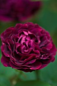 ROCKCLIFFE, GLOUCESTERSHIRE: CLOSE UP OF DARK PINK FLOWERS OF ROSE - ROSA SOUVENIR DU DOCTEUR JAMAIN. SUMMER, PLANT PORTRAIT