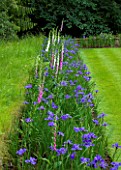 ROCKCLIFFE, GLOUCESTERSHIRE: BORDER BESIDE LAWN IN BLUE AND PINK WITH FOXGLOVES AND IRIS SIBIRICA SILVER EDGE - FLOWERS, SUMMER, COUNTRY GARDEN