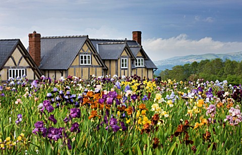CLAIRE_AUSTIN_HARDY_PLANTS__POWYS___IRISES_IN_FULL_BLOOM_IN_FRONT_OF_HOUSE