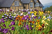 CLAIRE AUSTIN HARDY PLANTS  POWYS  - IRISES IN FULL BLOOM IN FRONT OF HOUSE