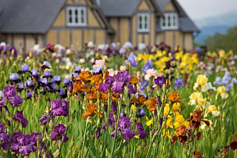 CLAIRE_AUSTIN_HARDY_PLANTS__POWYS___IRISES_IN_FULL_BLOOM_IN_FRONT_OF_HOUSE