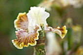 CLAIRE AUSTIN HARDY PLANTS  POWYS  - BEARDED IRIS OWYHEE DESERT