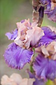 CLAIRE AUSTIN HARDY PLANTS  POWYS  - BEARDED IRIS FLORENTINE SILK