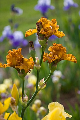 CLAIRE_AUSTIN_HARDY_PLANTS__POWYS___BEARDED_IRIS_GOLDEN_PANTHER