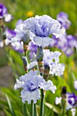 CLAIRE AUSTIN HARDY PLANTS  POWYS  - BEARDED IRIS BLUE TRILL