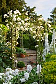 BIRTSMORTON COURT, WORCESTERSHIRE: WHITE GARDEN - WHITE DELPHINIUMS AND METAL ARCH WITH ROSE ICEBERG. COUNTRY GARDEN, CLASSIC, ENGLISH