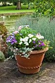 BIRTSMORTON COURT, WORCESTERSHIRE: TERRACOTTA CONTAINER ON TERRACE PLANTED WITH WHITE PETUNIAS AND HELICHRYSUM - ANNUALS, POT
