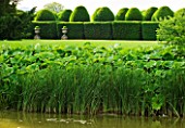 BIRTSMORTON COURT, WORCESTERSHIRE: VIEW TOWARDS THE WHITE GARDEN ACROSS THE MOAT TO CLIPPED TOPIARY HEDGES. CLASSIC, ENGLISH GARDEN, SUMMER, WATER, REEDS, POOL, LAKE