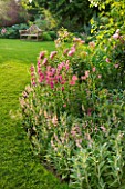 BIRTSMORTON COURT, WORCESTERSHIRE: PINK BORDER BESIDE LAWN WITH DIASCIAS, PENSTEMONS AND ROSES. ENGLISH, GARDEN, BENCH, WOODEN, SEAT, CLASSIC, ROMANCE, ROMANTIC