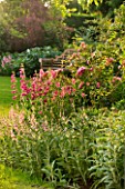 BIRTSMORTON COURT, WORCESTERSHIRE: PINK BORDER BESIDE LAWN WITH DIASCIAS, PENSTEMONS AND ROSES. ENGLISH, GARDEN, BENCH, WOODEN, SEAT, CLASSIC, ROMANCE, ROMANTIC