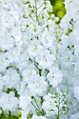 BIRTSMORTON COURT, WORCESTERSHIRE: CLOSE UP PLANT PORTRAIT OF WHITE FLOWER OF WHITE DELPHINIUM. SUMMER, PERENNIAL, PERENNIALS, PETALS, WHITE GARDEN
