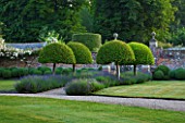 POULTON HOUSE GARDEN, WILTSHIRE: LAWN, GRAVEL PATH -  CLIPPED TOPIARY, DOMED PRUNUS LUSITANICA WITH LAVENDER HIDCOTE - COUNTRY GARDEN, SUMMER, GREEN
