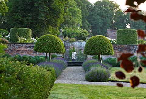 POULTON_HOUSE_GARDEN_WILTSHIRE_LAWN_GRAVEL_PATH___CLIPPED_TOPIARY_DOMED_PRUNUS_LUSITANICA_WITH_LAVEN
