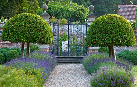 POULTON_HOUSE_GARDEN_WILTSHIRE_LAWN_GRAVEL_PATH___CLIPPED_TOPIARY_DOMED_PRUNUS_LUSITANICA_WITH_LAVEN