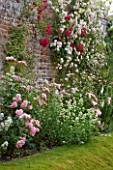 POULTON HOUSE GARDEN, WILTSHIRE: THE WALLED ROSE GARDEN - ROSES GROWING ON THE WALL - COUNTRY GARDEN, SUMMER. CLIMBING ROSES