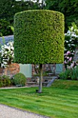 POULTON HOUSE GARDEN, WILTSHIRE: CLIPPED TOPIARY QUERCUS ILEX  - COUNTRY GARDEN, GREEN, CLASSIC, CLASSICAL, FORMAL