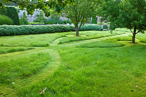 POULTON_HOUSE_GARDEN_WILTSHIRE_SYMMETRICAL_GRASS_PATHS_IN_LAWN_IN_ORCHARD_WITH_HEBE_HEDGE