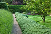 POULTON HOUSE GARDEN, WILTSHIRE: CLIPPED HEBE HEDGE AND LAVENDER EDGED PATH