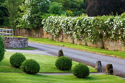 POULTON_HOUSE_GARDEN_WILTSHIRE_MAIN_DRIVE_WITH_BOX_BALLS_AND_ROSES_CLIMBING_OVER_WALL