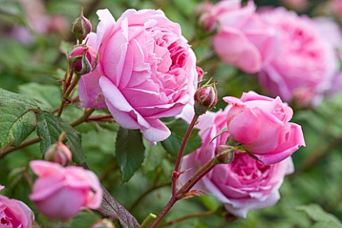 POULTON_HOUSE_GARDEN_WILTSHIRE_CLOSE_UP_OF_ROSA_ALAN_TITCHMARSH_PALE_PINK_ROSE