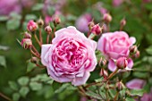 POULTON HOUSE GARDEN, WILTSHIRE: CLOSE UP OF ROSA GERTRUDE JEKYLL. PINK SHRUB ROSE