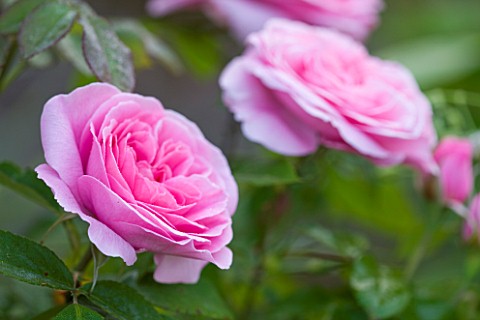 POULTON_HOUSE_GARDEN_WILTSHIRE_CLOSE_UP_OF_PALE_PINK_ROSE