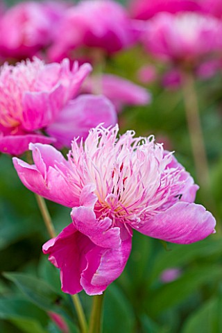 POULTON_HOUSE_GARDEN_WILTSHIRE_CLOSE_UP_OF_PAEONIA_BOWL_OF_BEAUTY__PEONY
