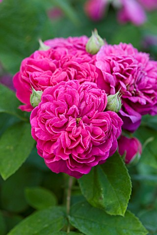 POULTON_HOUSE_GARDEN_WILTSHIRE_CLOSE_UP_OF_BRIGHT_PINK_ROSE