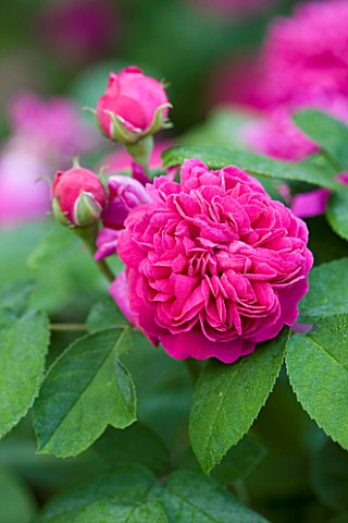 POULTON_HOUSE_GARDEN_WILTSHIRE_CLOSE_UP_OF_BRIGHT_PINK_ROSE