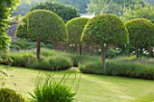 POULTON HOUSE GARDEN, WILTSHIRE:BEAUTIFULLY CLIPPED DOMES OF PRUNUS LUSCITANICA SURROUNDED BY LAVENDER HIDCOTE