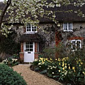 SPRINGTIME: PATH LEADING TO FRONT DOOR OF COTTAGE OVERHUNG BY BLOSSOM OF PRUNUS TAI HAKU.  NARCISSUS THALIA & TULIP PURISSIMA  IN BORDER. ASHTREE COTTAGE  WILTS.