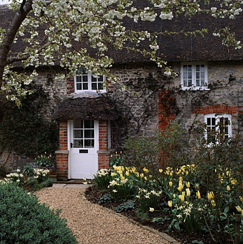 SPRINGTIME_PATH_LEADING_TO_FRONT_DOOR_OF_COTTAGE_OVERHUNG_BY_BLOSSOM_OF_PRUNUS_TAI_HAKU__NARCISSUS_T