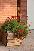HORATIOS GARDEN  SALISBURY HOSPITAL  WILTSHIRE - DESIGNER CLEEVE WEST - WOODEN CONTAINER PLANTED WITH SHIRLEY POPPIES