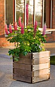 HORATIOS GARDEN  SALISBURY HOSPITAL  WILTSHIRE - DESIGNER CLEEVE WEST - WOODEN CONTAINER PLANTED WITH PINK LUPINS