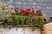 BEN DE LISI HOUSE AND GARDEN  LONDON: RED GERANIUMS ABOVE THE SHED IN THE GARDEN
