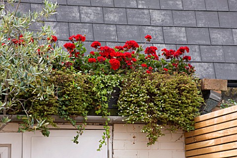 BEN_DE_LISI_HOUSE_AND_GARDEN__LONDON_RED_GERANIUMS_ABOVE_THE_SHED_IN_THE_GARDEN