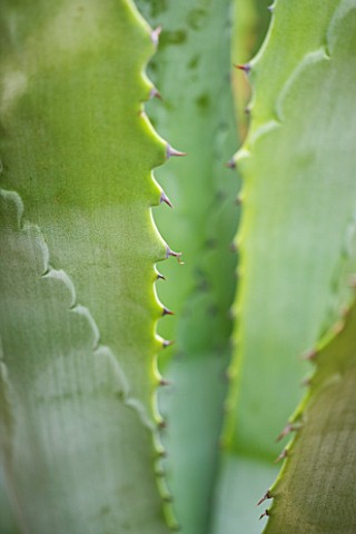 BEN_DE_LISI_HOUSE_AND_GARDEN__LONDON_DETAIL_OF_AGAVE_LEAVES_IN_THE_GARDEN
